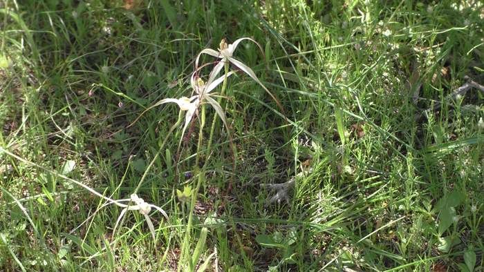 Caladenia Spider orchid Sep 2020 03.JPG